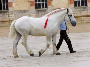 Travelogue, Northern France. History, Norman Conquest, Britains relationship with Medieval Normandy.