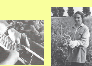 teazles in the cotton industry yorkshire