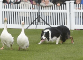Sheep Dog Show