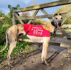 Retired Greyhounds Wanborough Show 2026